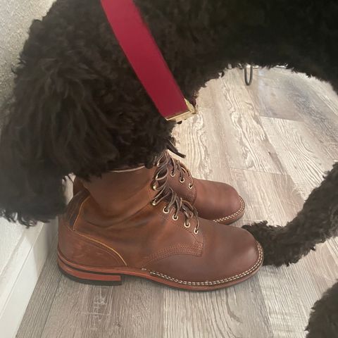 Nicks Officer in Horween Orange Predator