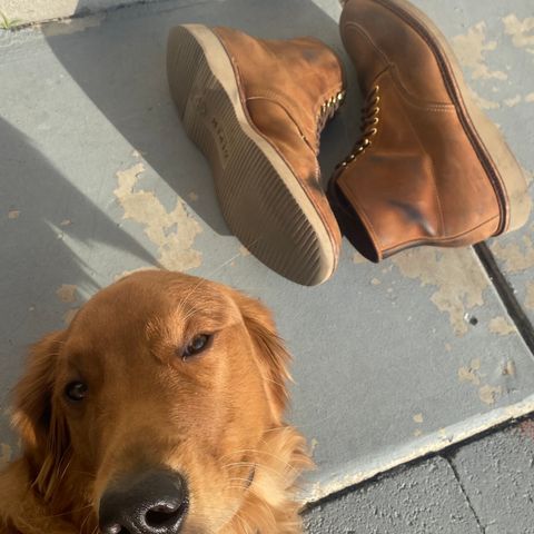 Alden Indy Boot in Smooth Tan Chamois