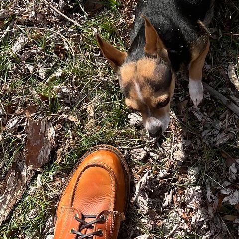 Thorogood 8" Moc Toe in Unknown Leather