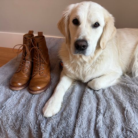 FRYE Veronica Flex Combat in Vintage Pull-up Leather