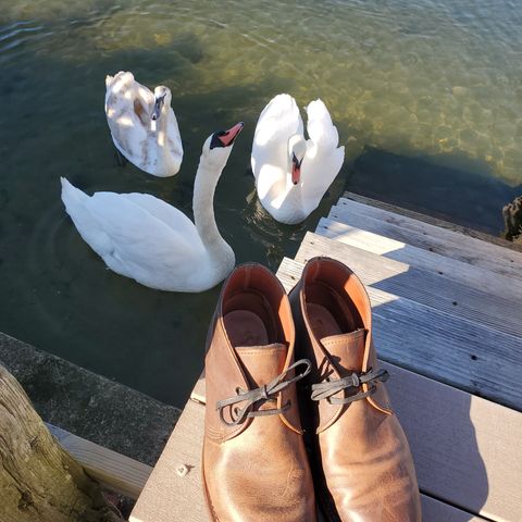 Red Wing Beckman Chukka in S.B. Foot Unknown Leather