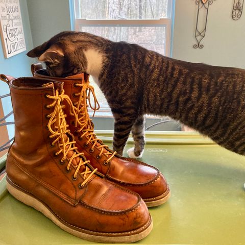 Red Wing 8-Inch Classic Moc in S.B. Foot Oro-Iginal