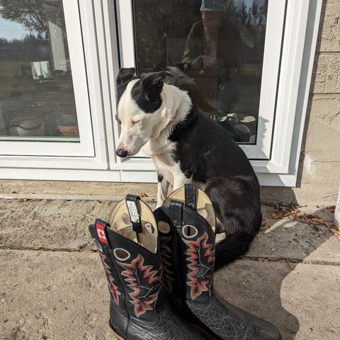 Canada West Brahma 6563-6 in Unknown Leather