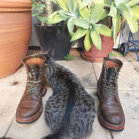 Jakkrabbits Field Boots in Badalassi Carlo Oliva Pueblo