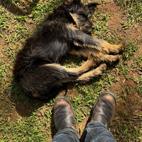 Wesco Morrison in Horween Black Chromexcel Horsehide & Horween Brown Chromexcel Horsehide