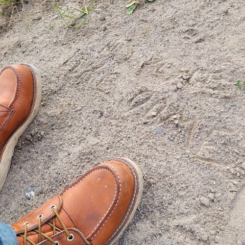 Red Wing 8-Inch Classic Moc in S.B. Foot Oro Legacy