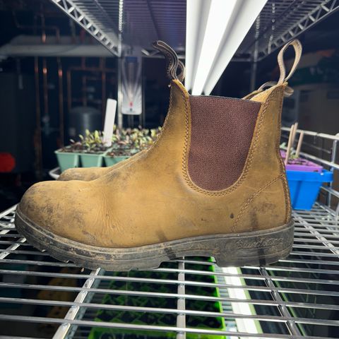 Blundstone Classic in Saddle Brown Crazy Horse