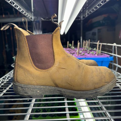 Blundstone Classic in Saddle Brown Crazy Horse