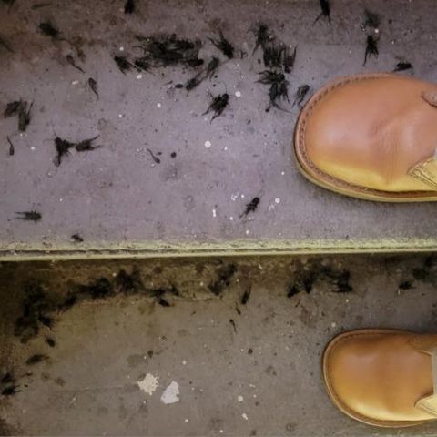 Duckfeet Faborg in Terracare Bio