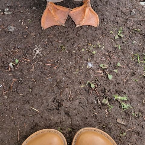 Duckfeet Faborg in Terracare Bio