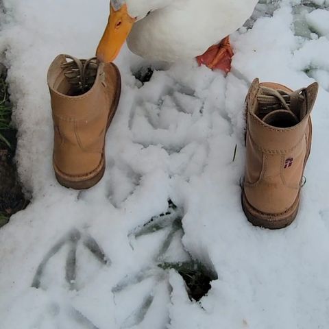 Duckfeet Faborg in Terracare Bio
