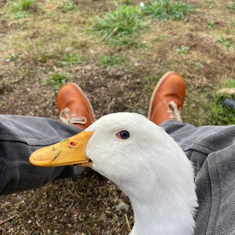 Duckfeet Sjaelland in Terracare Brown