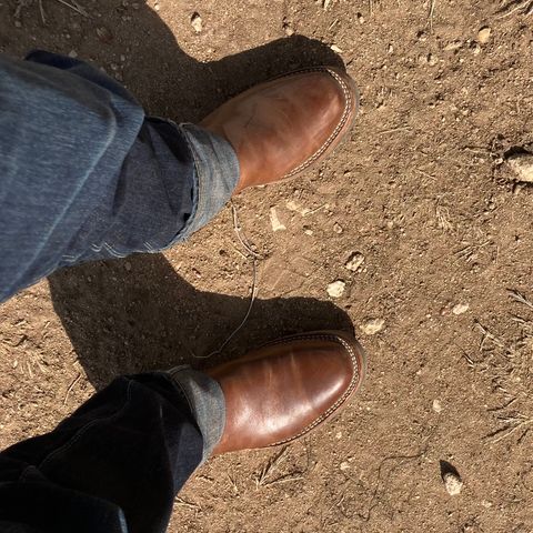 Wesco Mister Lou in Maryam Toscanello TPR Horsebutt