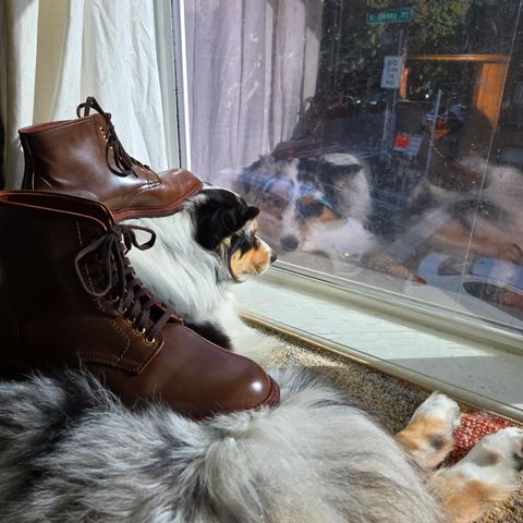 Alden Plain Toe Boot in Horween Ravello Shell Cordovan