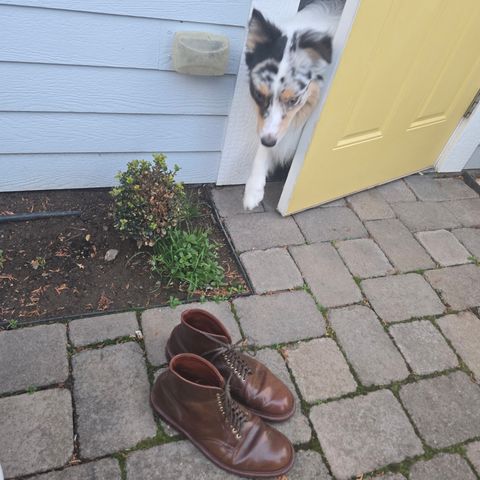 Alden Plain Toe Boot in Horween Ravello Shell Cordovan