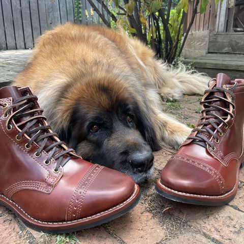 Wesco Hendrik in Horween Color 4 Shell Cordovan