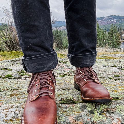 Nicks Falcon in Italian Brown Cypress