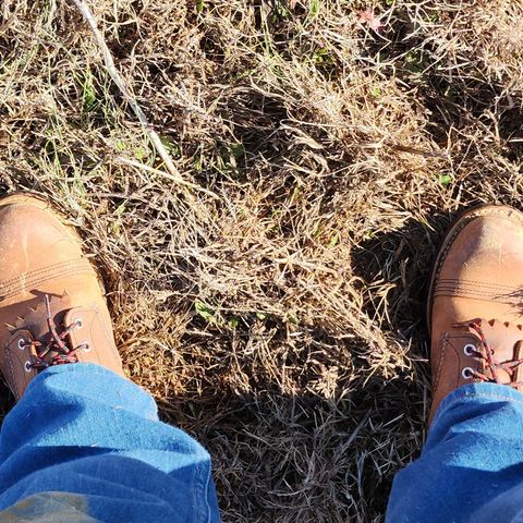 Red Wing Iron Ranger in S.B. Foot Copper Rough and Tough