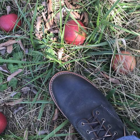 Red Wing Blacksmith in S.B. Foot Black Prairie