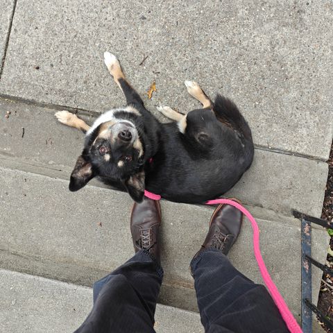Red Wing 8061 Merchant in S.B. Foot Ebony Harness