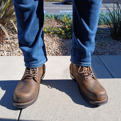 Thursday Brawler in C.F. Stead Bronze Brown Rambler