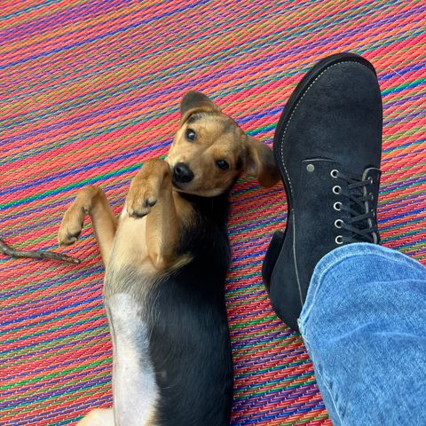 NF Bootmaker Fritz Boot in Horween Navy Reverse Chamois