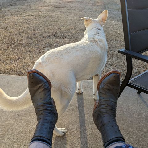 Flora Knight Bespoke Cowboy Chelsea Boot in Quilled Ostrich Grey