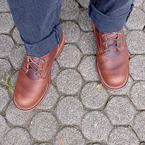 Nicks Falcon in Italian Brown Cypress