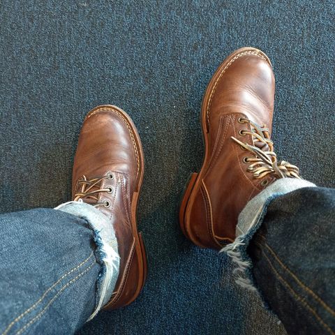 Nicks Falcon in Italian Brown Cypress