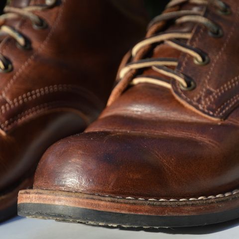 Nicks Falcon in Italian Brown Cypress
