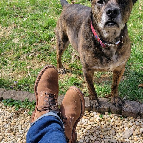 Oak Street Bootmakers Storm Boot in Horween Natural Chromexcel Roughout